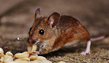 24 Hour & Emergency Exterminators in Westminster Station, VT